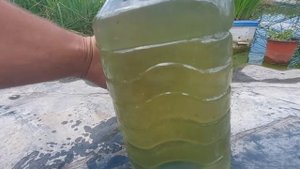 Очищение пруда Хлореллой. Часть 2.