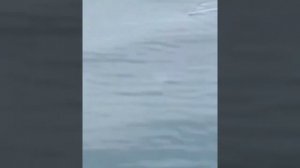 Большую акулу сняли на видео около Русского острова во Владивостоке