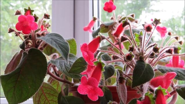 Колерия уход