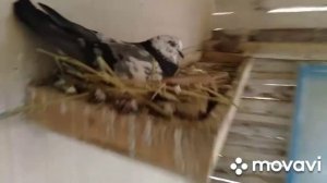 Димкино хозяйство. Голуби 7. Свердловские.