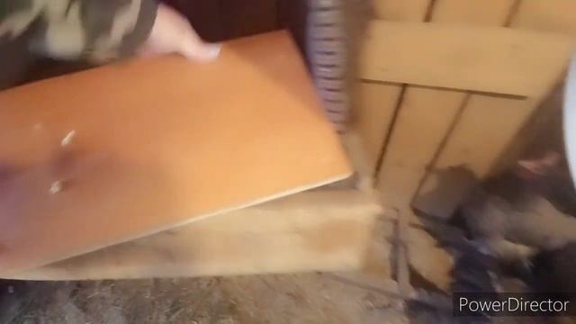 Все КУРЫ испорчены/ Их уже не ОТУЧИТЬ/ Расклёв ЯИЦ/Конденсат портит СЕНО/ смотреть онлайн