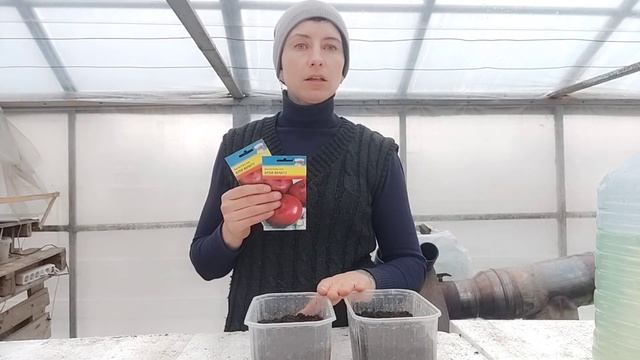 Репчатый лук, порей из рассады