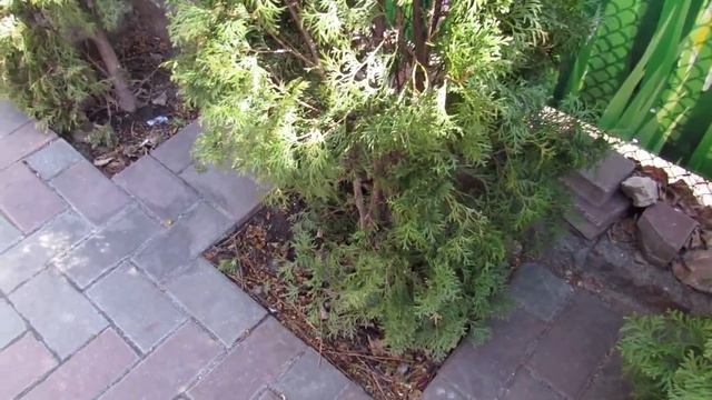 ТУИ желтеют, чернеет и пропадает хвоя. В чём причина и как с этим бороться.