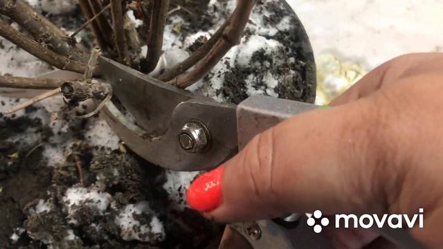 Обрезка гортензий✂️