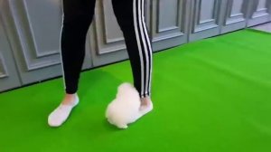 Белый померанский шпиц микро