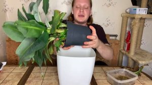 Комнатный карликовый банан ,уход,перевалка,рекомендации по выращиванию.