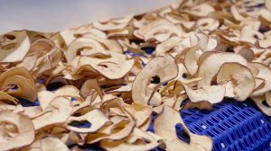 Сушильный туннель - яблочные чипсы