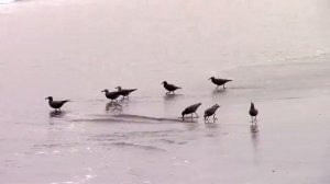 Арика, Чили, февраль 2016