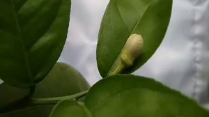 Как цветет лимон. How lemon blooms.