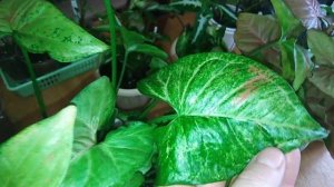 Мега обзор комнатных растений .Сингониумы .Уход .Название сортов.