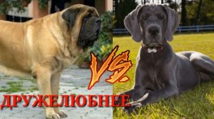 Английский мастиф против Немецкого дога//Animals Battle//Versus//Какая собака сильнее?//