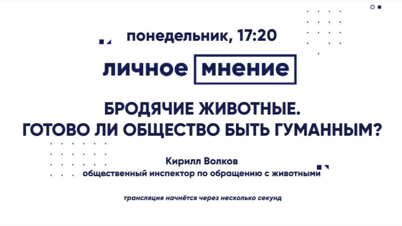 «Личное мнение»: Бродячие животные. Готово ли общество быть гуманным?