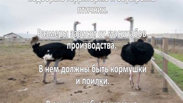 Разведение птицы