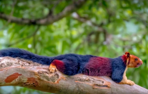 Удивительные соседи. Индийская белка