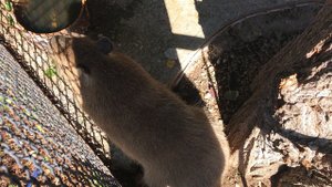 Милый дружок капибара Капитошка! Dear friend of the capybara Kapitoshka!