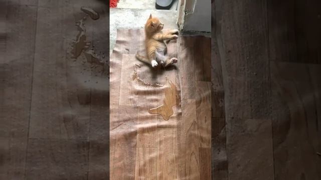 ДомашниеПитомцы