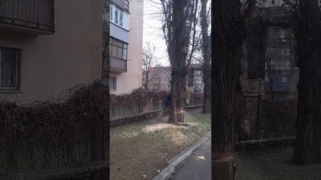 макита 6400#макита #бензопила #валкадеревьев #валкалеса #спилдеревьев #спил #спилитьдерево