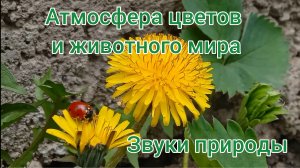 Успокаивающая атмосфера и музыка со звуками природы и пением птиц для отдыха, релакса и сна.