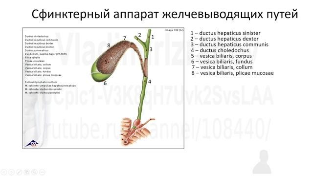 Сфинктеры желчевыводящих путей (2022-02-25)