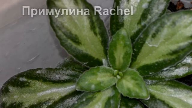 Обзор геснериевых растений. Overview of gesneria plants