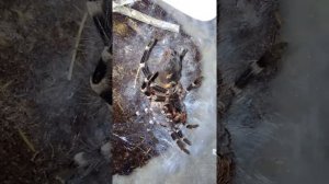 Паук птицеед линяет. Линька самки acanthoscuria gemiculata.