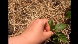 Огород без хлопот. Как поживает мой маленький огородик