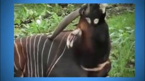 Полосатая антилопа - Бонго