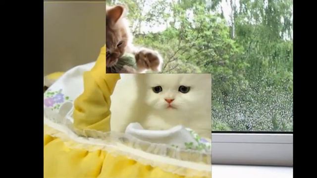 Мое слайд-шоу с котятами смотреть онлайн