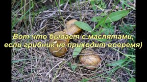 Маслята 2017-06-03