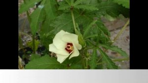 Morphological Characterization of Okra (Abelmoschus sp. L.) Germplasm in Ghana