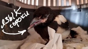 Внезапное знакомство с сорокой Сай. Мы сегодня не планировали, но оно случилось