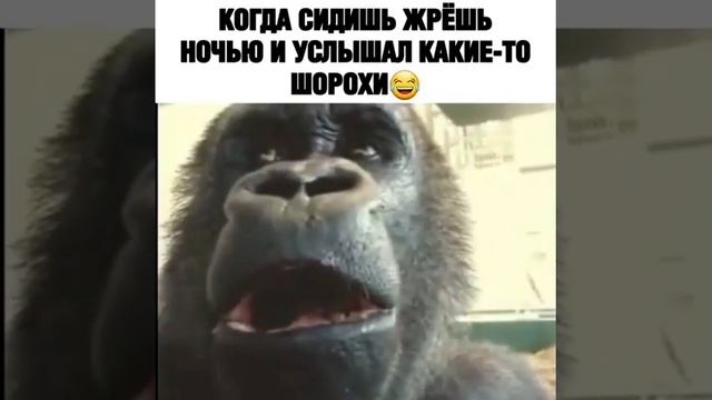 Когда сидишь жрёшь ночью и услышал какие-то шорохи) / Горилла исполняет) смотреть онлайн