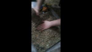 Гроты из стеклянной банки и герметика своими руками для цихлид