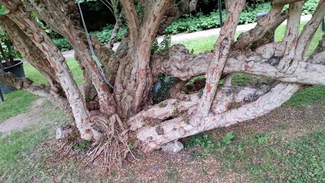 Oldest Myrtle (Myrtus communis) of Germany is enormous смотреть онлайн