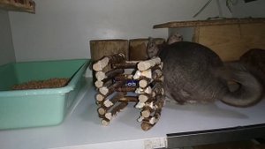 Беговое колесо для шиншилл своими руками?