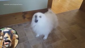 Animallica - Master Of Puppies