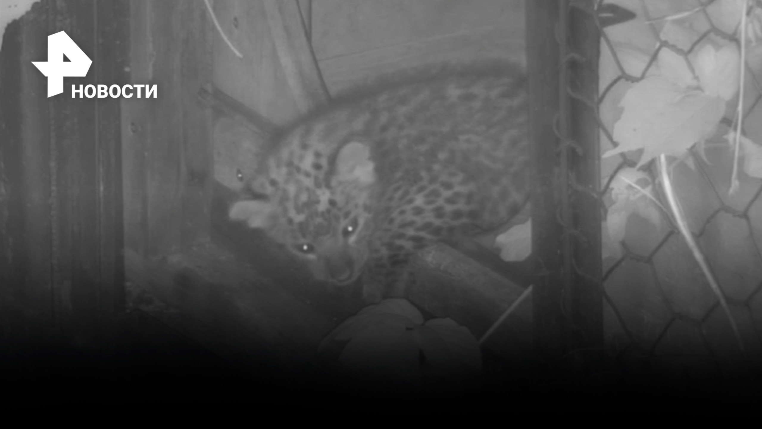 Месячного котенка переднеазиатского леопарда впервые показала мама Черри на Кавказе / РЕН Новости