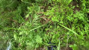 Черничка на Hard Trail 2024