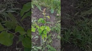 Хеномелес сорт Калиф,прививка на айве.