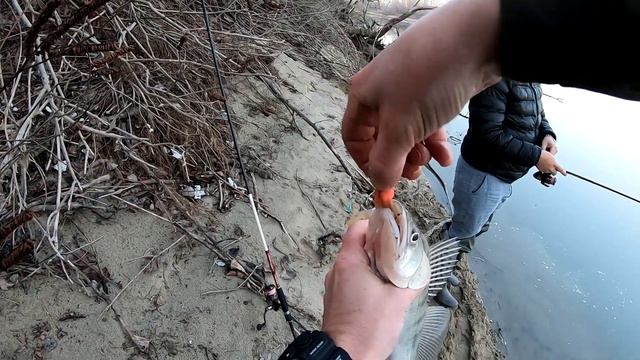 Рыбалка на спиннинг 24.12.2022. Ну вот, наконец-то я его разловил... Судак на поролон. смотреть онлайн