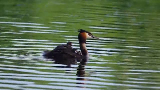 Из жизни птиц "Чомга" смотреть онлайн