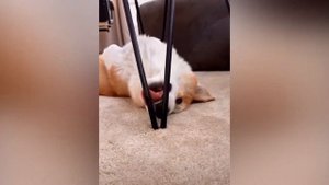 Вельш Корги Пемброк и Кардиган. Интересные факты об этой породе собак