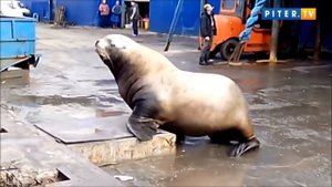 На Камчатке сивуч снова попался на краже улова рыбаков