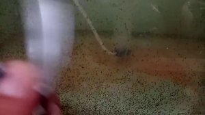 Не много про инкубацию личинки пресноводной креветки  Розенберга....