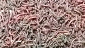 Как хранить кормового  мотыля. Как правильно заморозить кормового мотыля.