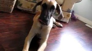 Ленивая собака