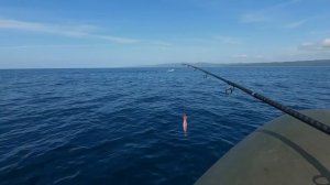 САХАЛИН! ТУНЕЦ на жереховую приманку! Bluefin tuna.
