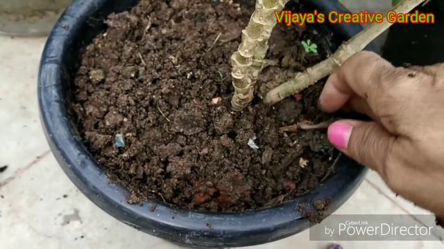 6 mahine Tak Itne sare flowers Kum care kiya Mexican petunia care tips ( Hindi Urdu) смотреть онлайн