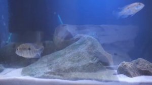 2. Нано цихлидник. Обзор аквариума. Кормление.