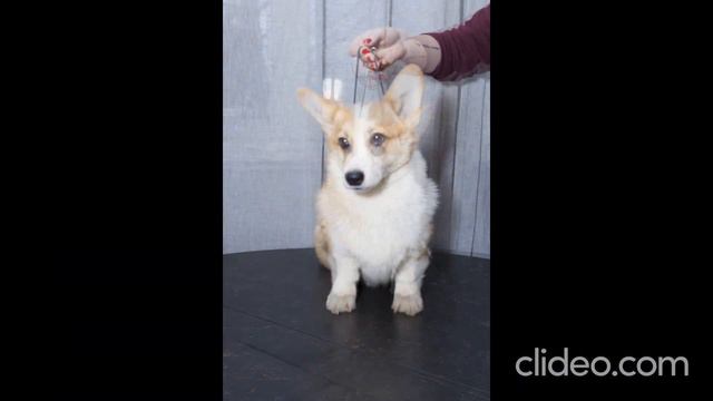 Великолепные щенки Вельш Корги Пемброк готовы к переезду смотреть онлайн